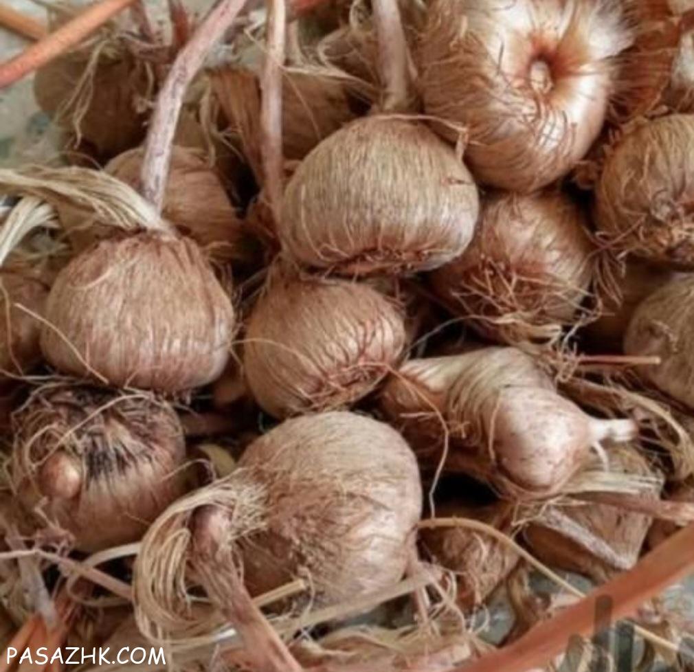 پیاز زعفران