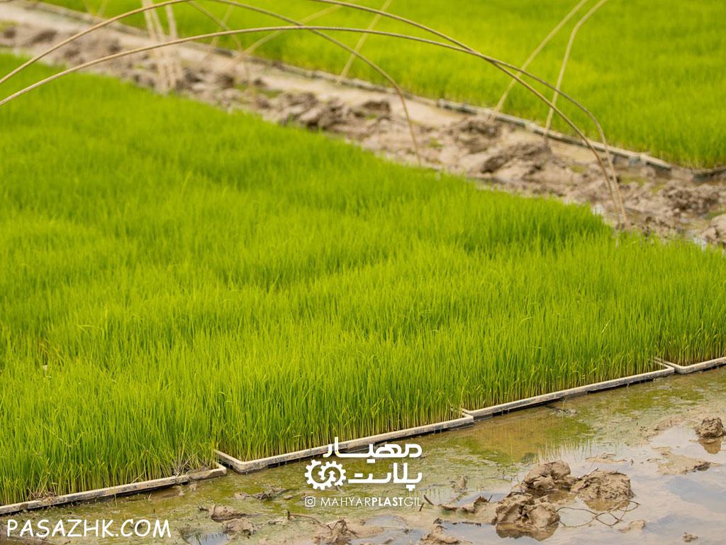 سینی نشا (باکس نشا برنج)