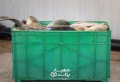 سبد ۴۰کیلویی آبزیان (سبد صادراتی ماهی)