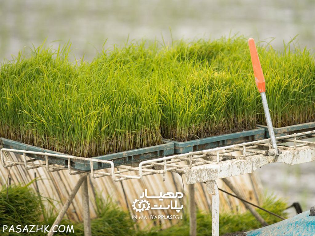 سینی نشا (باکس نشا برنج)