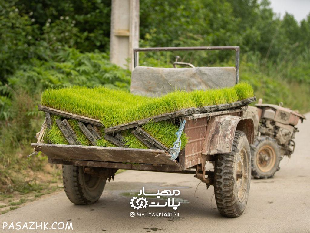 سینی نشا (باکس نشا برنج)