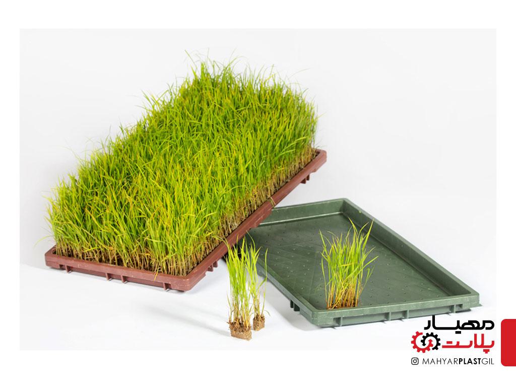 سینی نشا (باکس نشا برنج)