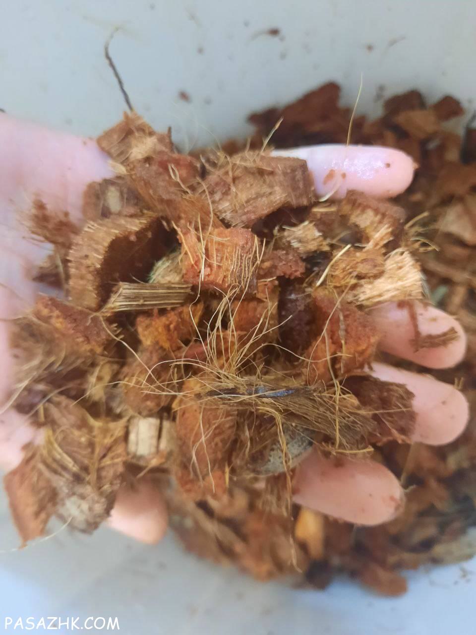 فروش کوکوچیپس درجه 1