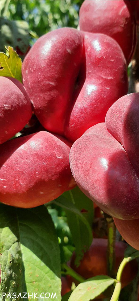 کود آلی نوآوران جذب انتخابی و کاتالیزوری