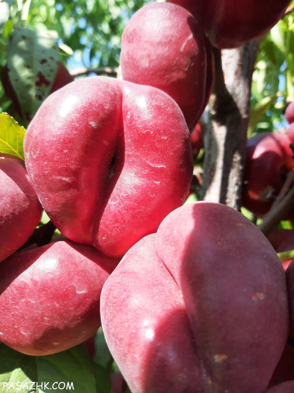 کود آلی نوآوران جذب انتخابی و کاتالیزوری