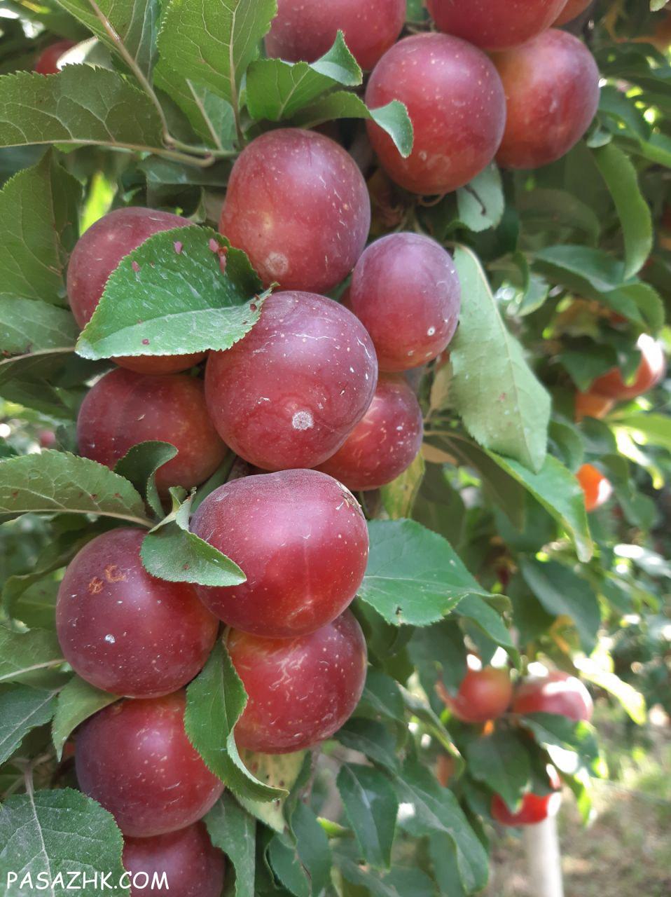 کود آلی نوآوران جذب انتخابی و کاتالیزوری