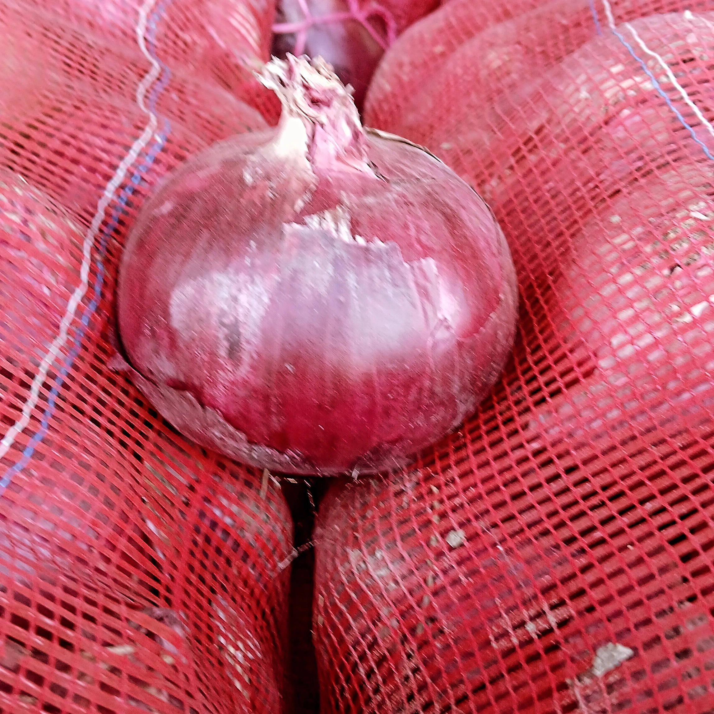 پیاز قرمز زرد بناب