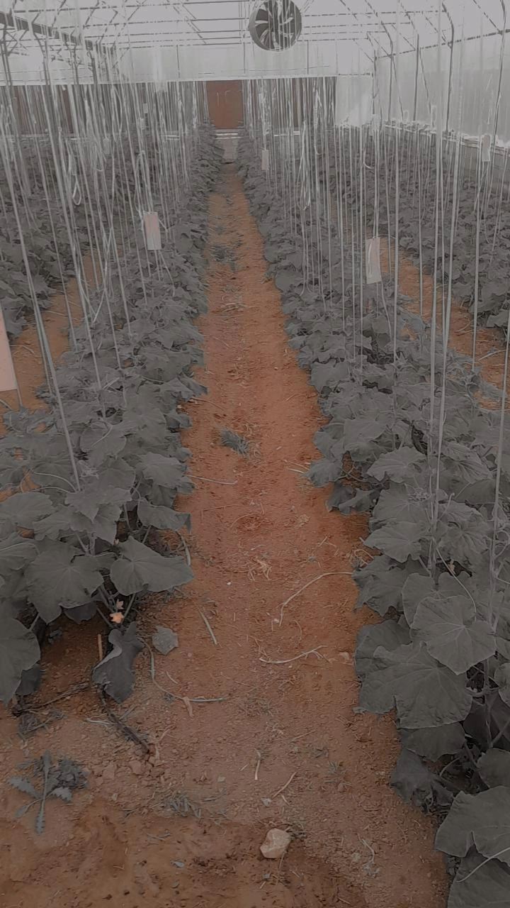 مشاور گلخانه ها خاکی مهندس صفوی