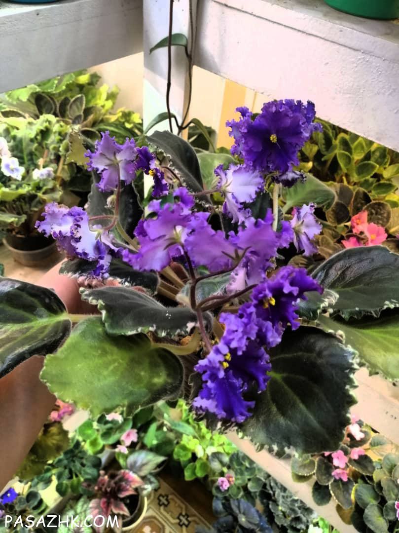 کارشناسی گیاهان آپارتمانی و باغ