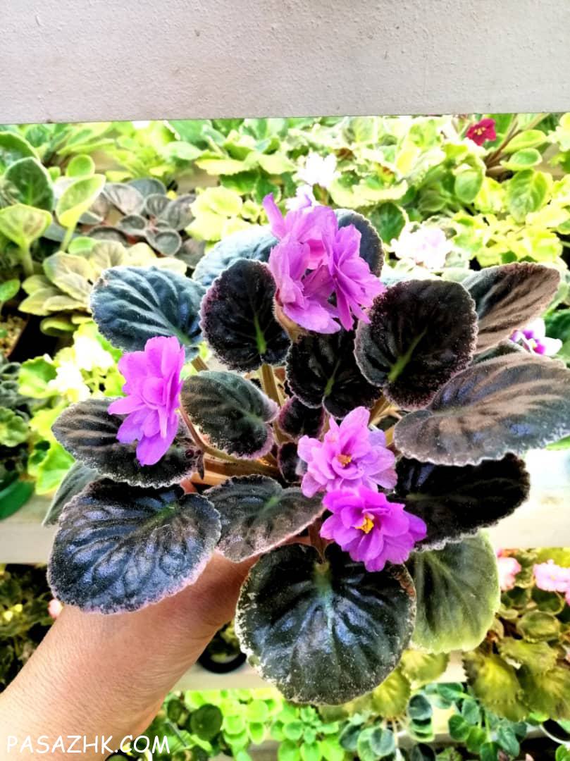 کارشناسی گیاهان آپارتمانی و باغ