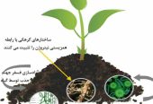 کود ارگانیک تضمینی(افزایش تناژ، کیفیت بار)