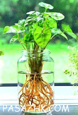 هیدروپونیک (Hydroponic)