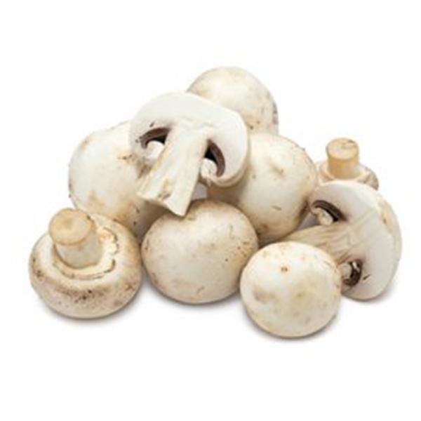 بذر قارچ دکمه ای