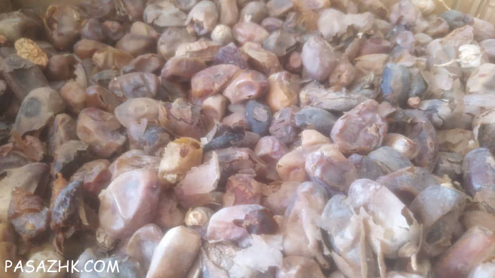 فروش خرمای ضایعاتی و صادراتی بم