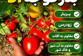 فروش بذر گوجه الا F1 پاکت ۵۰۰۰ عددی