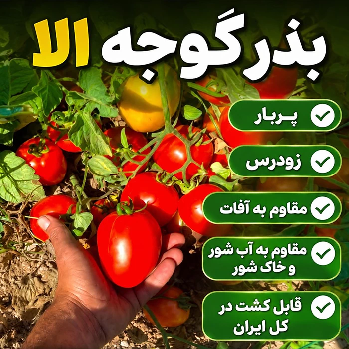 فروش بذر گوجه الا F1 پاکت ۵۰۰۰ عددی