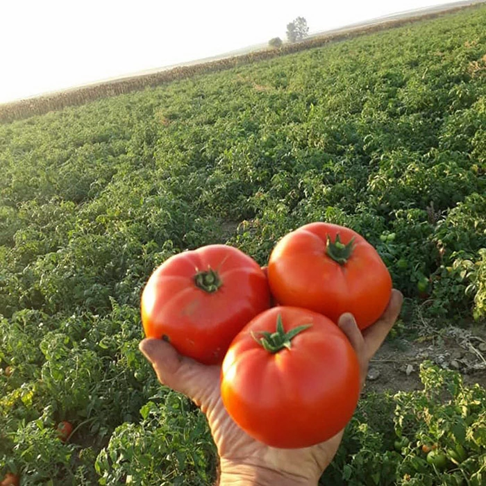 فروش بذر گوجه CA 911 آمریکا