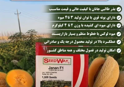 بذر طالبی جانان F1 هزار عددی تولید دانمارک Janan-3-600×600-1