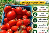 فروش بذر گوجه صنعتی N 6434 F1 پاکت ۵۰۰۰ عددی