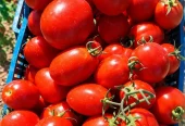 فروش بذر گوجه صنعتی N 6434 F1 پاکت ۵۰۰۰ عددی