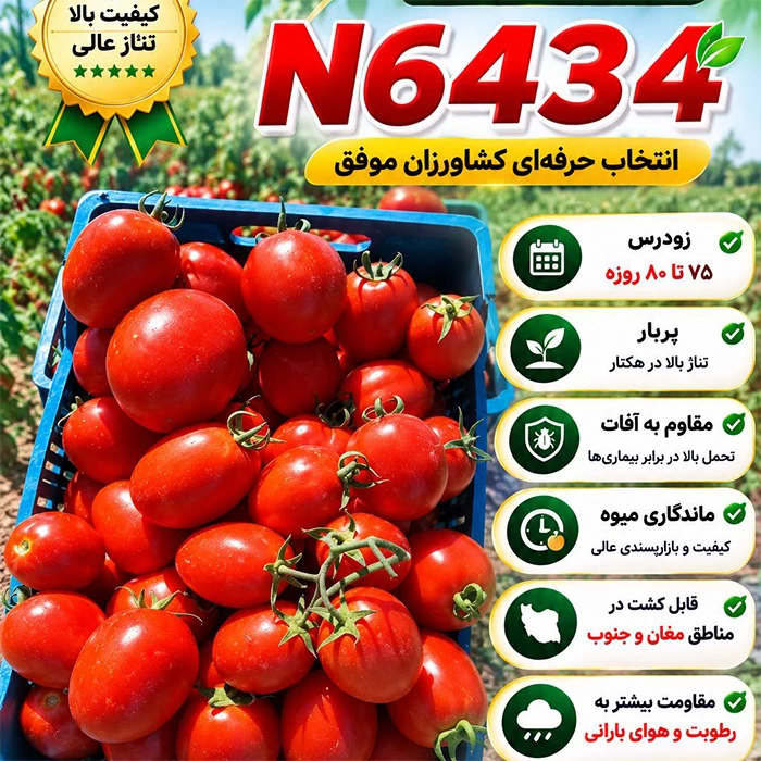 فروش بذر گوجه صنعتی N 6434 F1 پاکت ۵۰۰۰ عددی