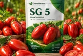 خرید بذر گوجه SG 5 هیبرید F1